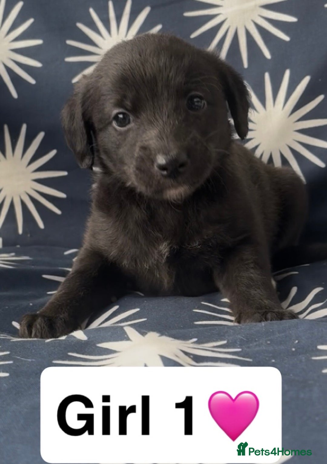 Mixed Breed dogs for sale: Bedlington whippet puppies - Image 10