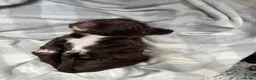 Sprocker dogs for sale: Sprocker puppies  in Dalry - Advert 14