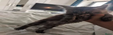 Maine Coon 1
