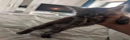 Maine Coon cats for sale: Maincoons wihtout papers  in Leamington Spa - Advert 17