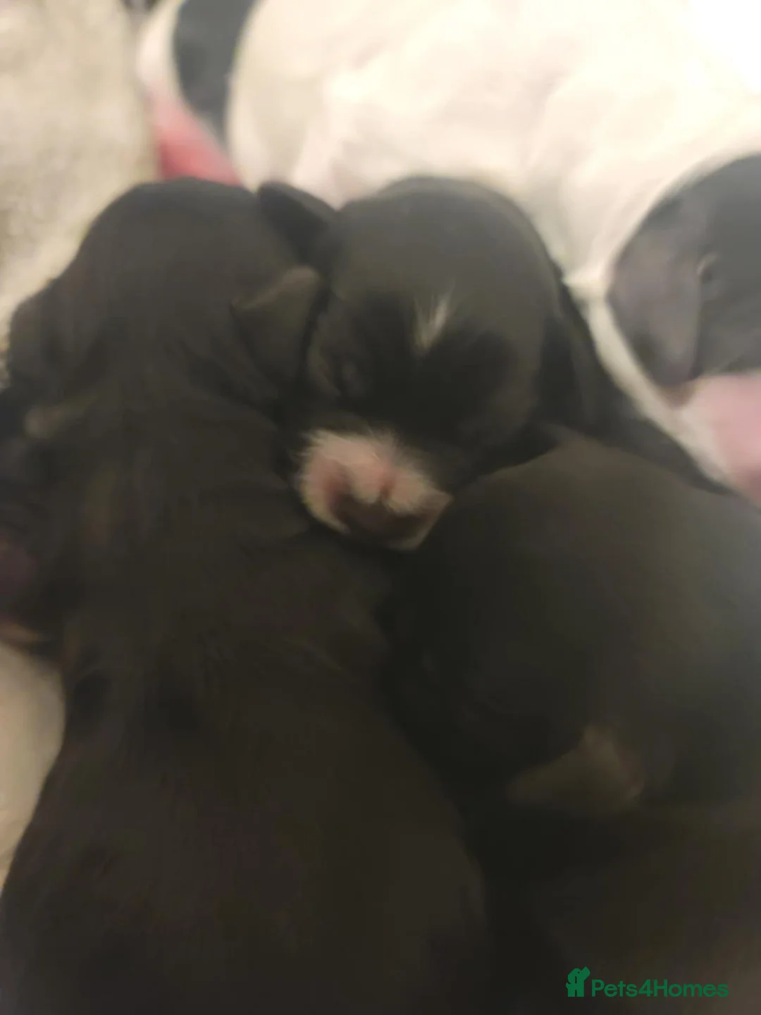 Cockapoo dogs for sale: The Magnificent fully-vaccinated Seven  in Romford - Advert 34