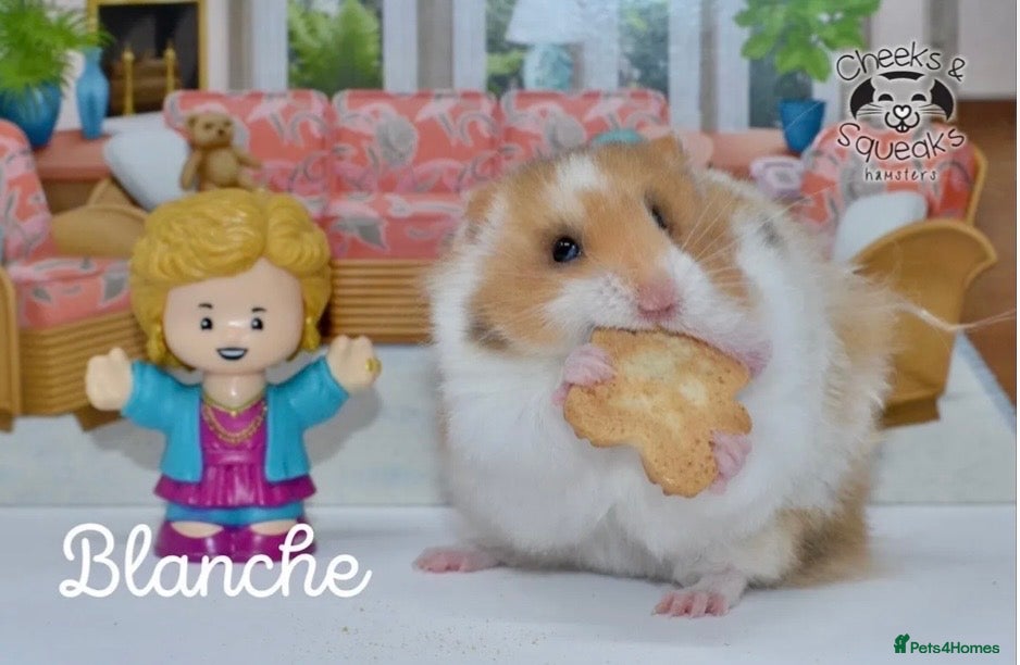 Hamster rodents for sale: Syrian Hamsters For Sale in Dunstable - Advert 10
