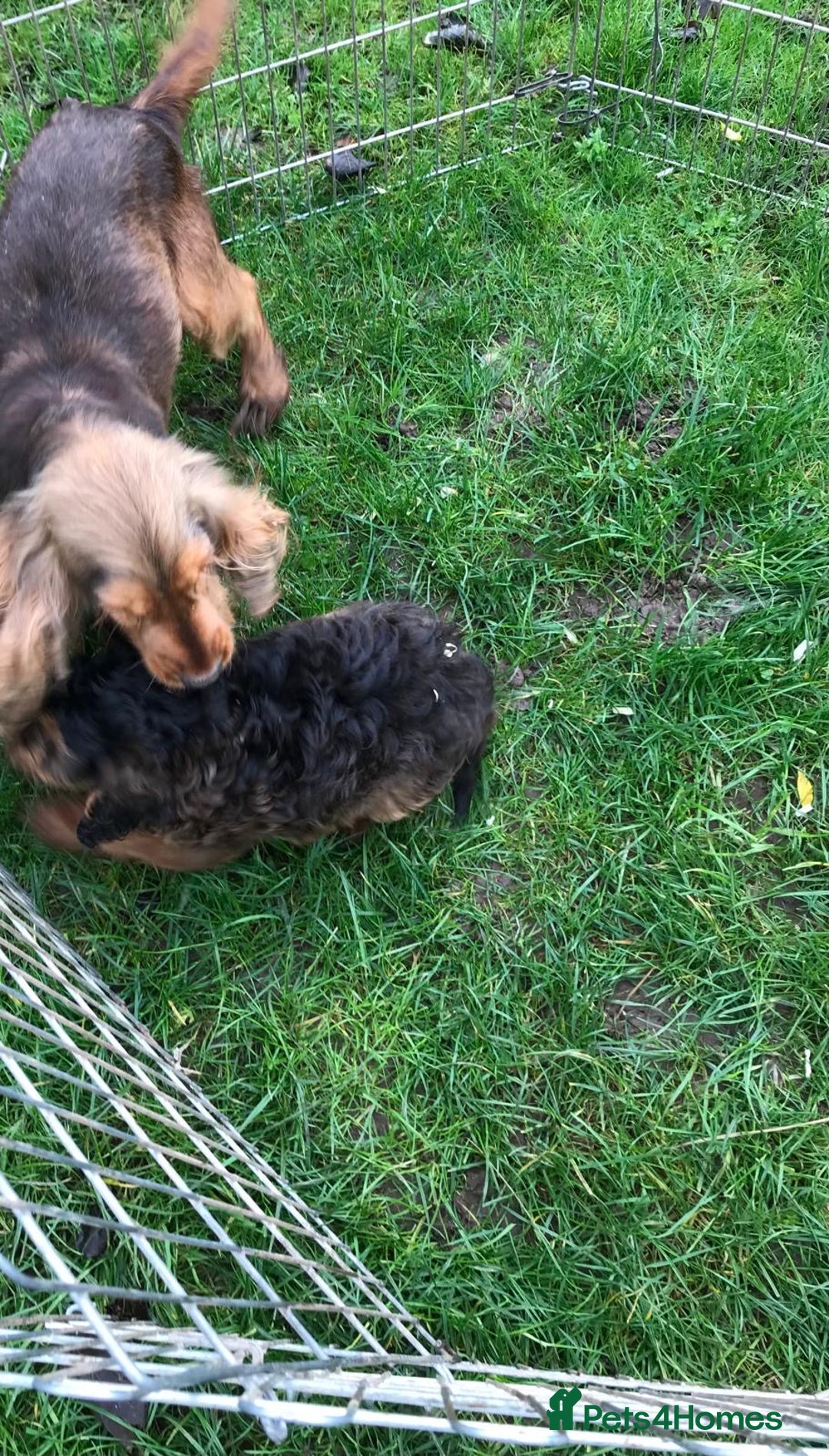 Cockapoo dogs for sale: Beautiful cockapoo pups  - Advert 6