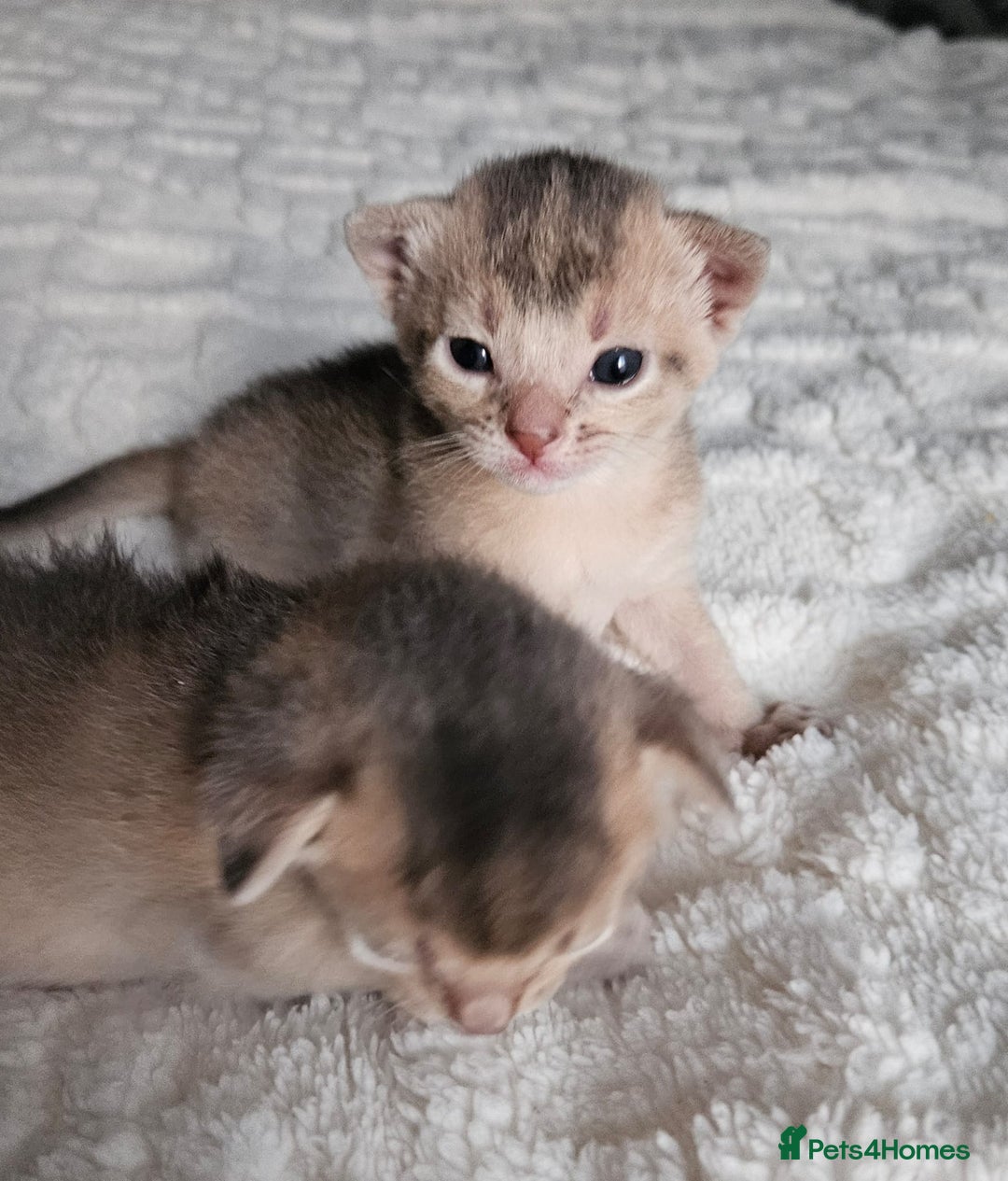 Abyssinian cats for sale: Abyssinian  - Advert 30