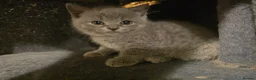 British Shorthair cats for sale: Beautiful British Shorthair Kittens - Advert 5