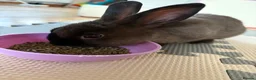 Mixed Breed rabbits for sale: Rabbit Free To Good Home  - Advert 2