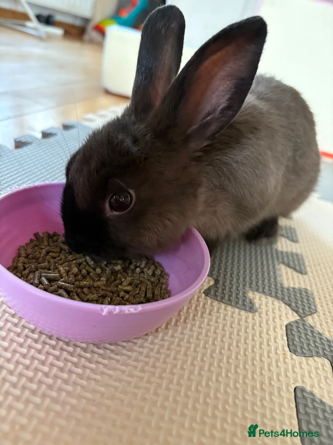 Mixed Breed rabbits for sale: Rabbit Free To Good Home  - Advert 2