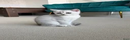 British Shorthair cats for sale: British Shorthair Silver Shaded  - Advert 5