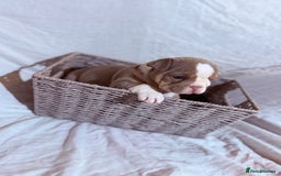 English Bulldog dogs for sale: Mr muscles pup 7 weeks old ready to go 28th  - Image 8