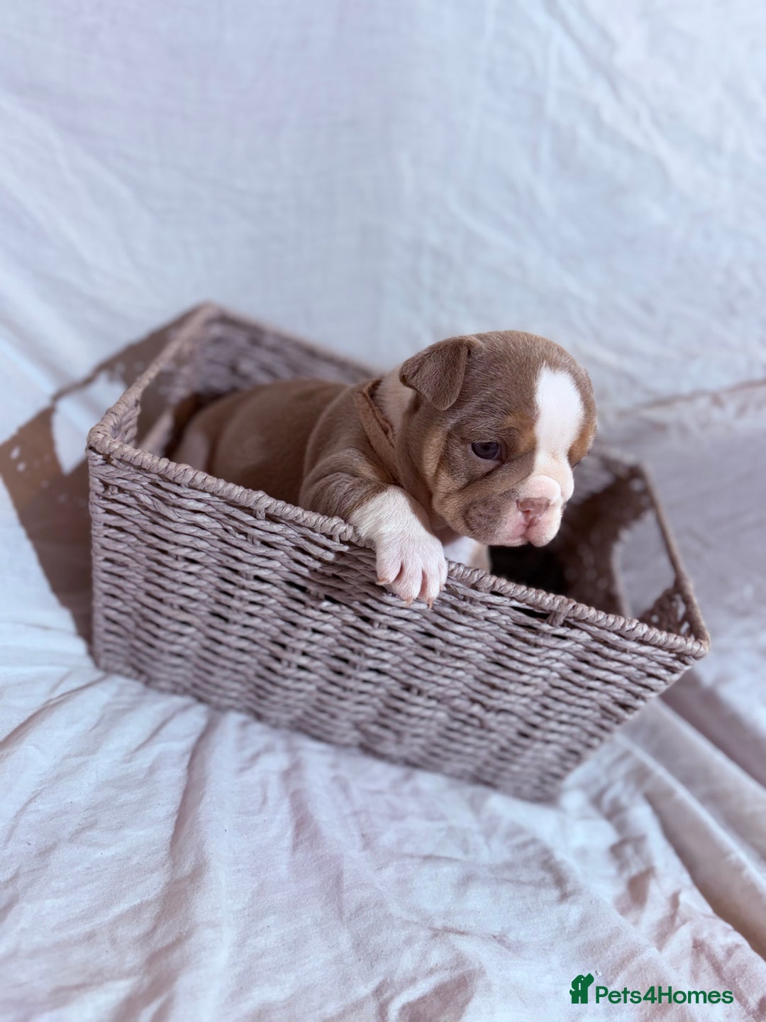 English Bulldog dogs for sale: Mr muscles pup 7 weeks old ready to go 28th  - Image 8