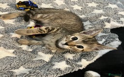 Mixed Breed cats for sale: Pixie bob mixed kittens - Image 6
