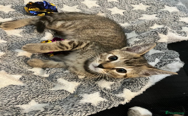 Mixed Breed cats - Advert 1