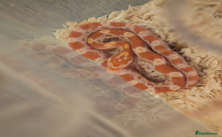 Corn Snake reptiles - Advert 11