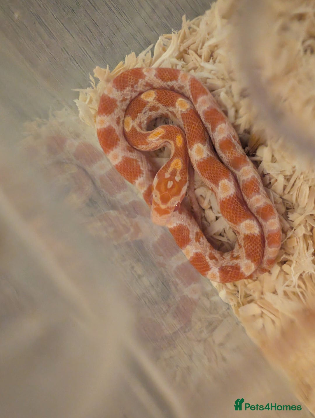 Corn Snake reptiles for sale: Yellow, Orange, Pink, Patterned Baby Corn Snakes - Image 1