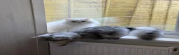 Persian cats for sale: Persian chilchilla & doll face babies  - Advert 13