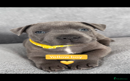 Staffordshire Bull Terrier dogs for sale: Blue Staffordshire bull terrier  - Image 8