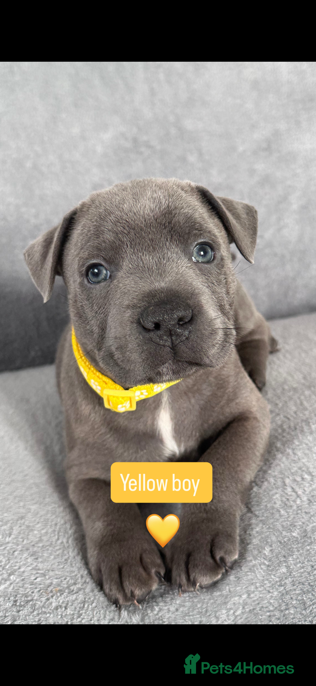 Staffordshire Bull Terrier dogs for sale: Blue Staffordshire bull terrier  - Image 8