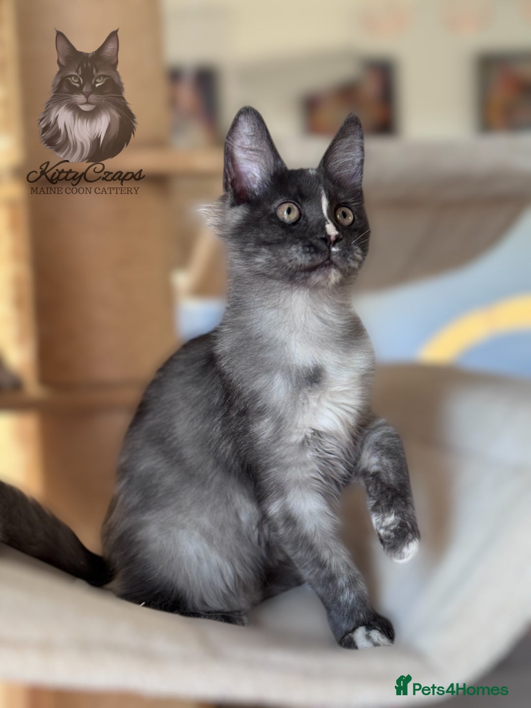 Maine Coon cats for sale: 🌟🌟 The last unique girl🩷 Maine Coon  🌟🌟 - Image 3