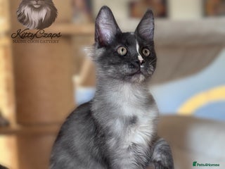 Maine Coon cats - Advert 1