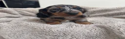 Miniature Dachshund dogs for sale: Miniature dachshund  - Advert 10