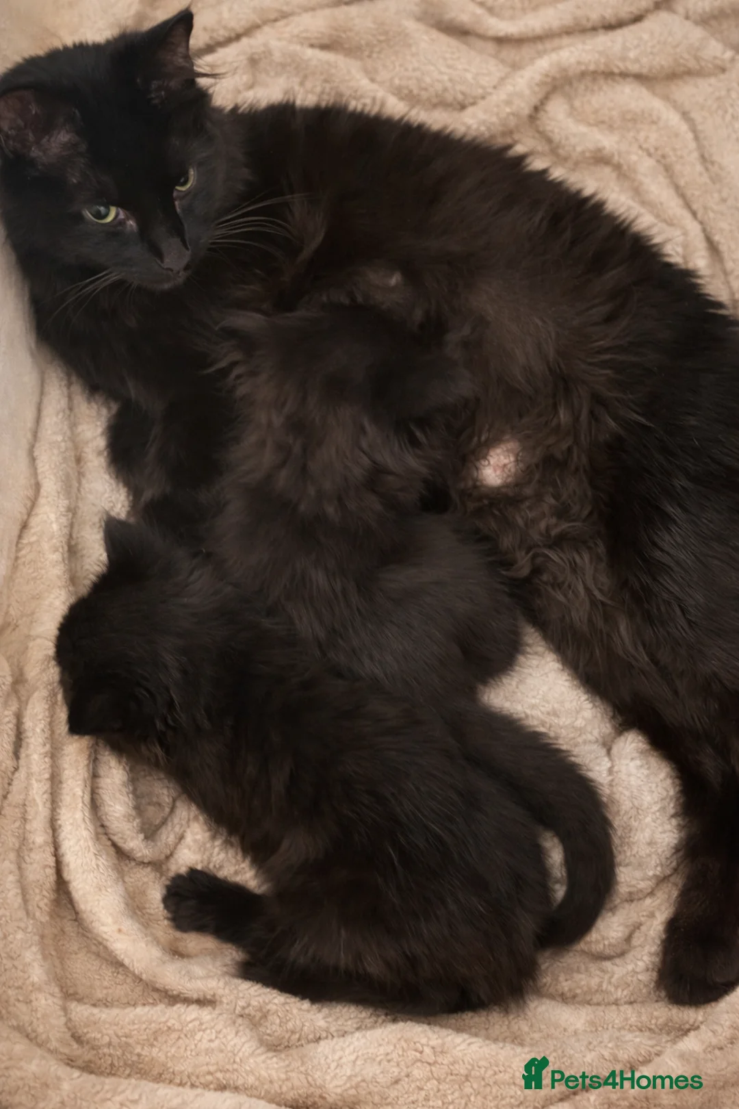 Mixed Breed cats for sale: X3 kittens  in Colchester - Advert 1