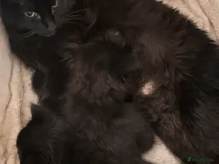 Mixed Breed cats X3 kittens in Colchester - Advert 1