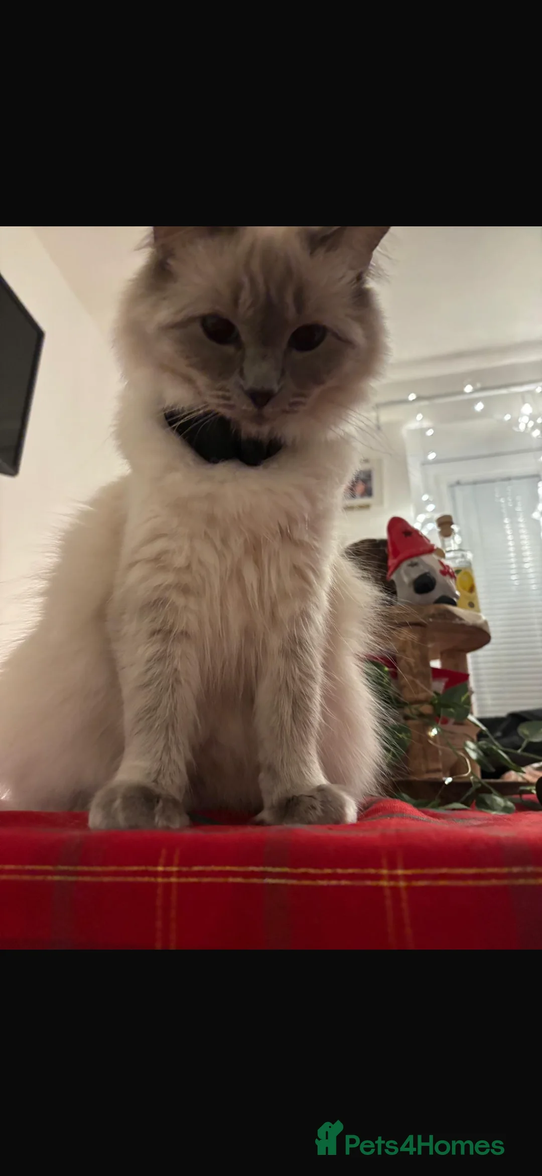 Ragdoll cats for sale: Ragdoll kittens  - Advert 2