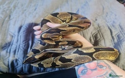 Python Snake reptiles for sale: Female Enchi Ball Python with Full Setup - Image 2