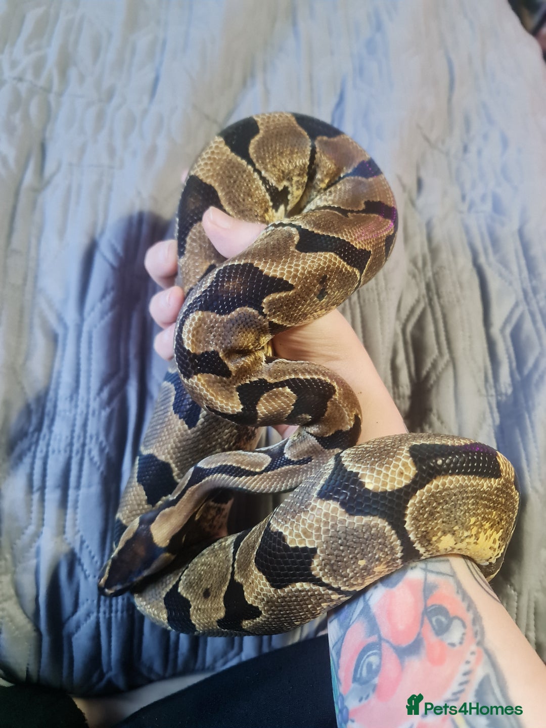 Python Snake reptiles for sale: Female Enchi Ball Python with Full Setup - Image 2