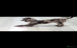 Toy Poodle dogs for stud: Proven toy poodle stud (chocolate merle) - Image 5
