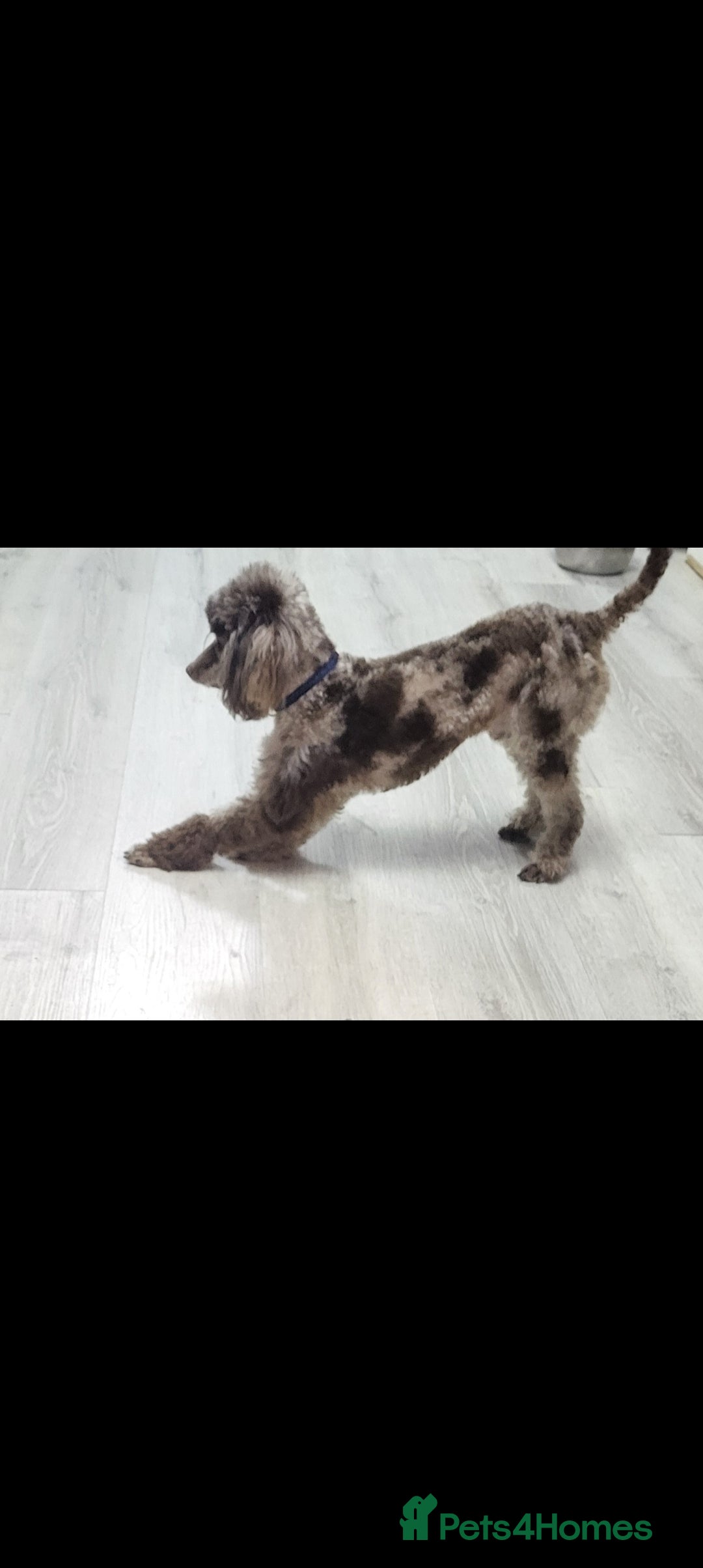 Toy Poodle dogs for stud: Proven toy poodle stud (chocolate merle) - Image 5