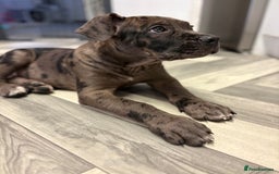 Cane Corso dogs for sale: Merl cane corso puppy - Image 2