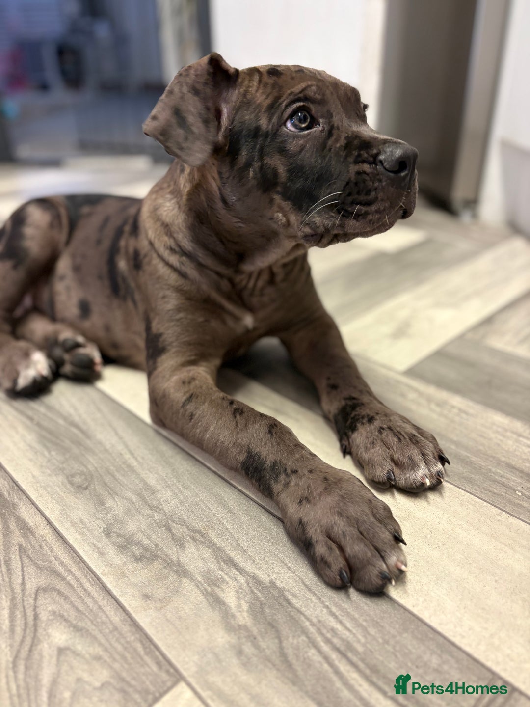 Cane Corso dogs for sale: Merl cane corso puppy - Image 2