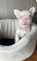 French Bulldog dogs 🌸 full fluffy pink French bulldogs🌸 - Advert 13