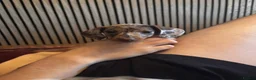 Miniature Dachshund dogs for sale: Tiny Miniature Dachshunds for sale!!!  - Advert 6