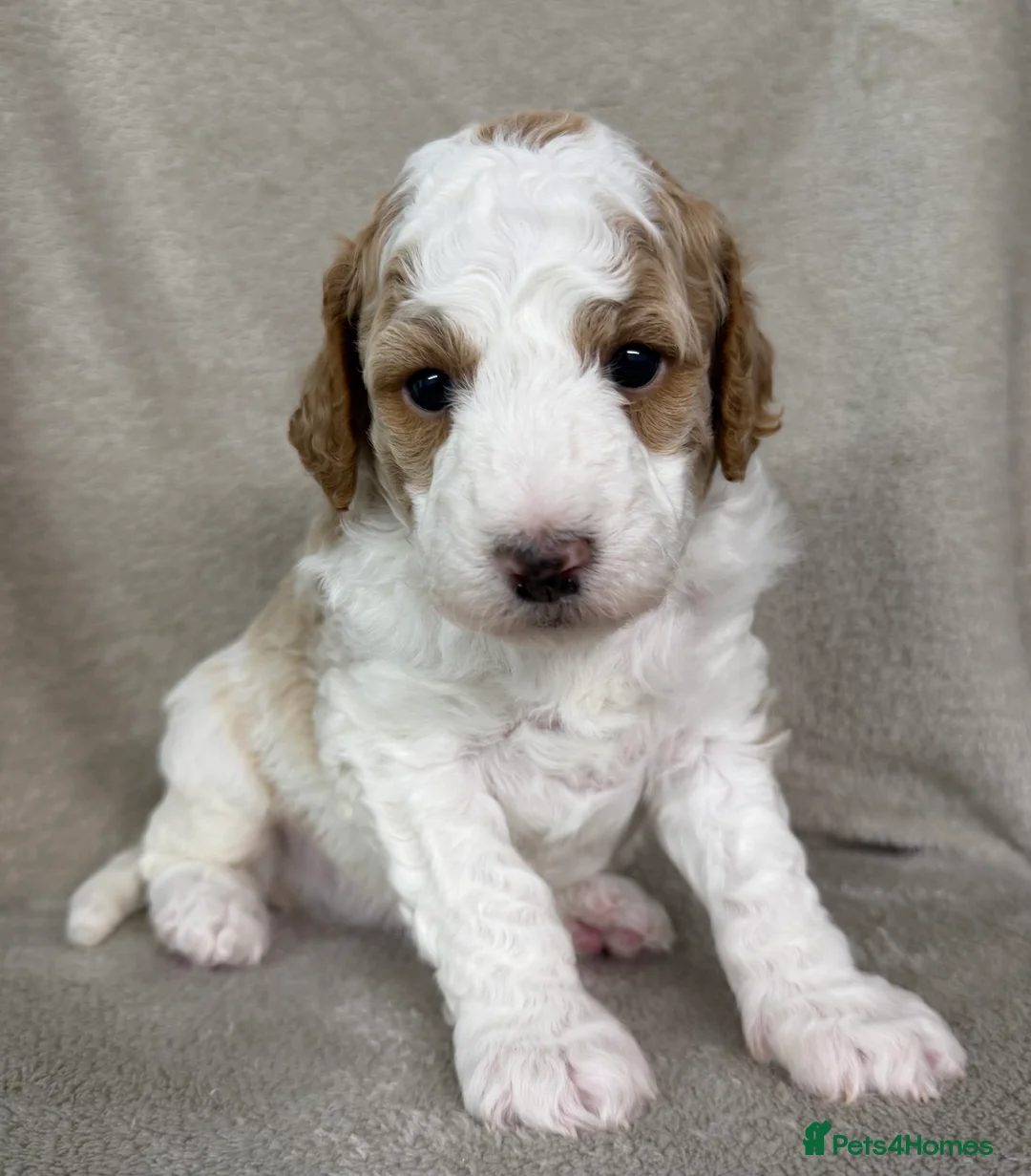 Australian Labradoodle dogs for sale: Australian Labradoodle Puppies - Advert 7