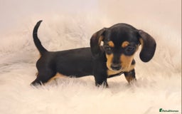 Miniature Dachshund dogs for sale: KC Daxi's health tested parents.READY - Image 16