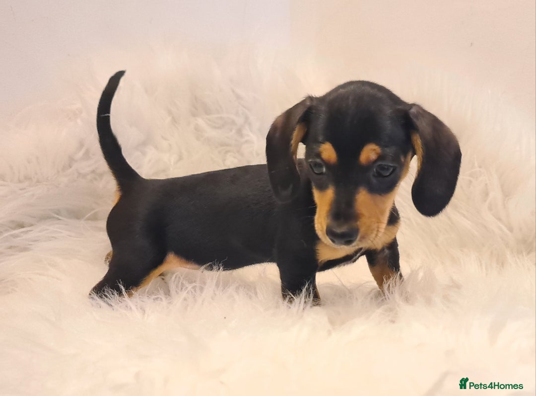 Miniature Dachshund dogs for sale: KC Daxi's health tested parents.READY - Image 16