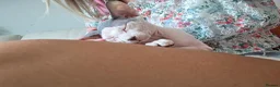 Sphynx cats for sale: Lovely sphynx cat looking for new home - Advert 2