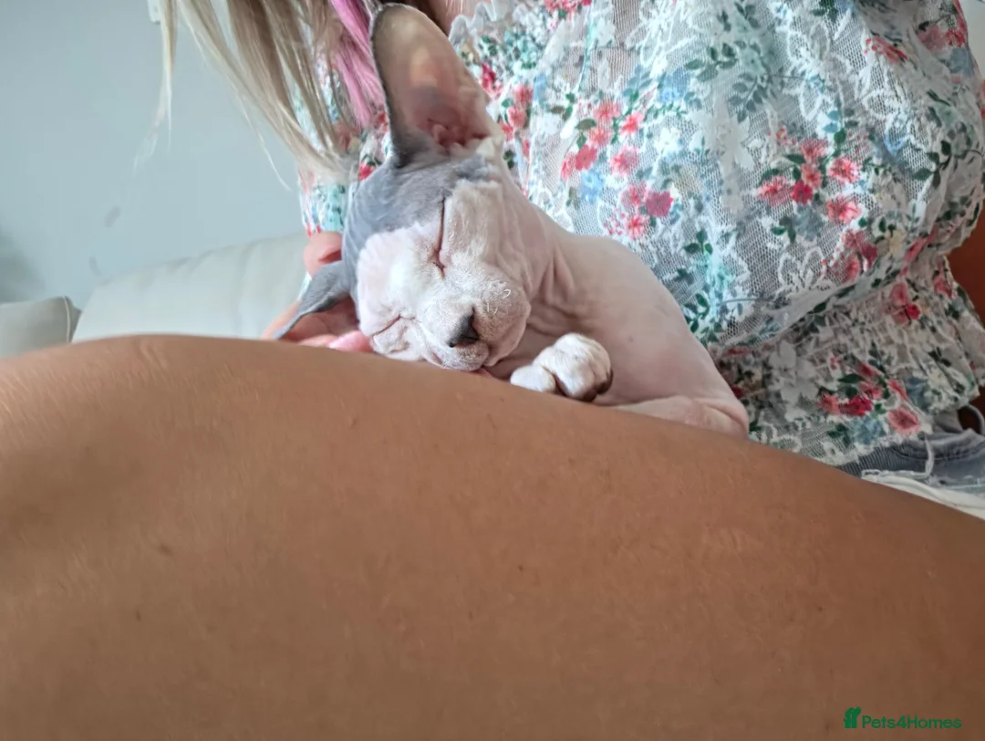 Sphynx cats for sale: Lovely sphynx cat looking for new home - Advert 2