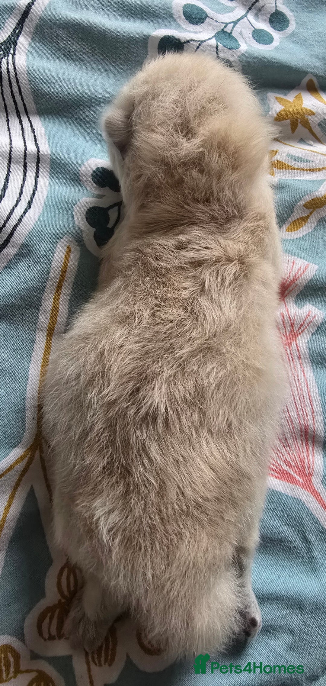 British Shorthair cats for sale: ONE GIRL LEFT TICA REGISTERED BRITISH SHORTHAIR - Advert 12