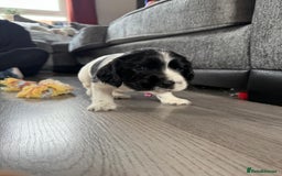 Cocker Spaniel dogs for sale: Cocker Spaniel Puppies - Image 9