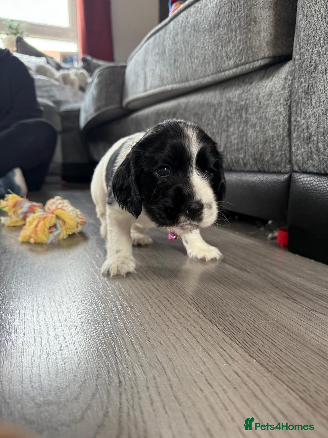 Cocker Spaniel dogs for sale: Cocker Spaniel Puppies - Image 9