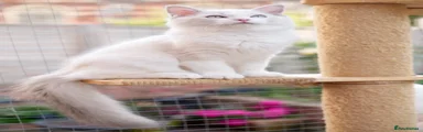 Blue Tabby Point & White Bicolour Ragdoll boy