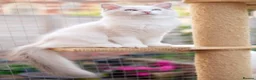 Ragdoll cats for sale: GCCF Registered Ragdoll kittens- 2 neutered boys - Advert 8