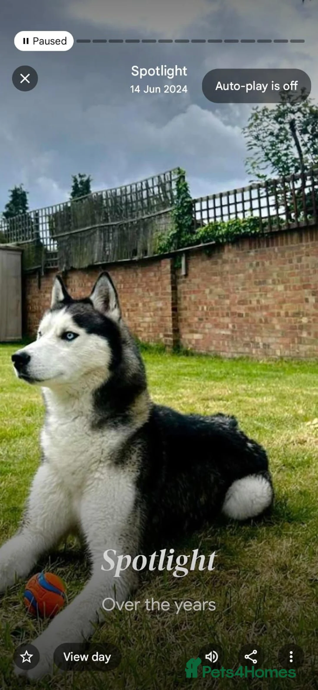 Siberian Husky dogs for sale: Husky 7 yrs old not neutred - Advert 2