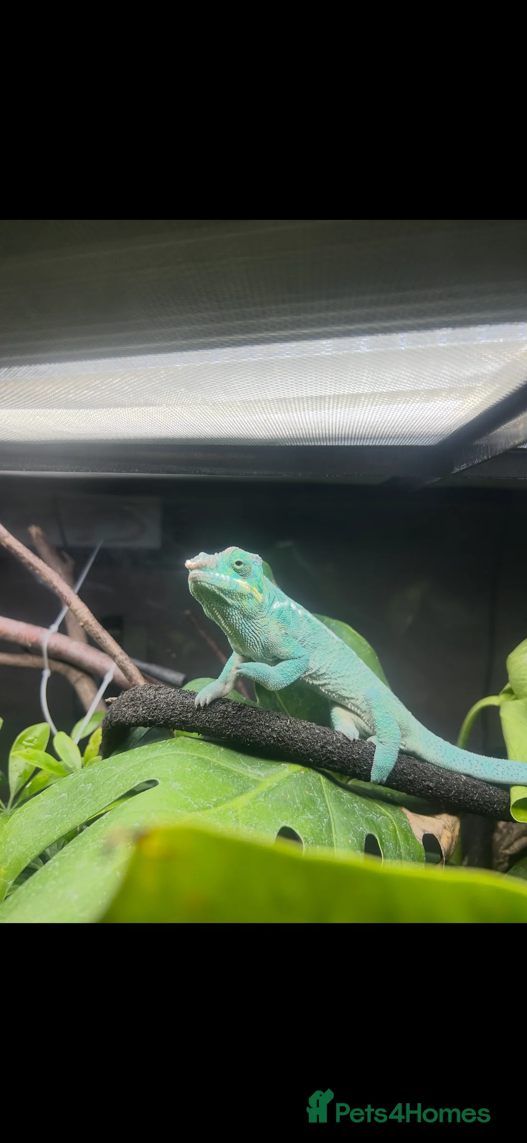 Chameleon reptiles for sale: CB25 Nosy Be Panther Chameleon  - Advert 2