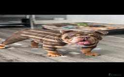English Bulldog dogs for sale: Beautiful English Bulldog looking for a new home  - Image 1