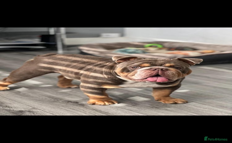 English Bulldog dogs - Advert 4