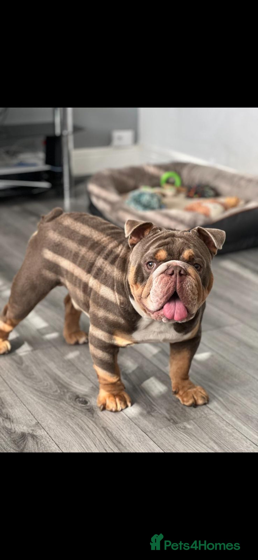 English Bulldog dogs for sale: Beautiful English Bulldog looking for a new home  - Image 1